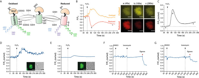 Figure 3