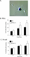 FIG. 4.