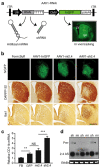 <b>Figure 1</b>