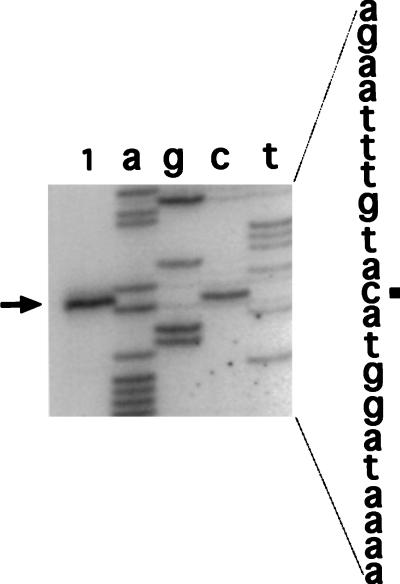 FIG. 7