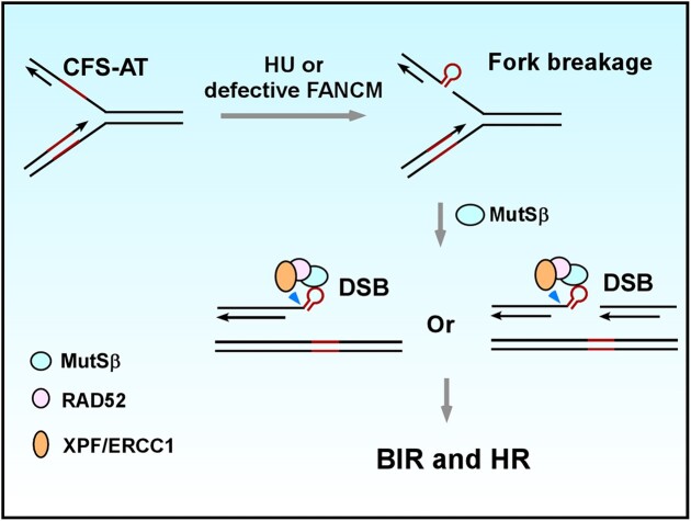 Graphical Abstract