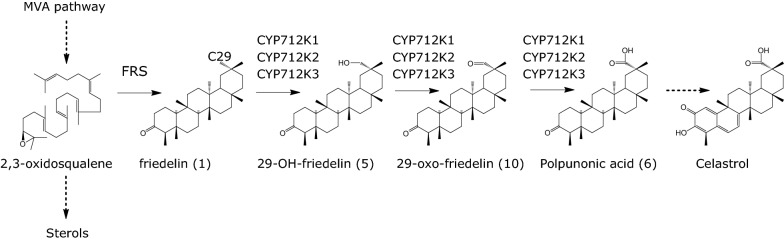 Fig. 1