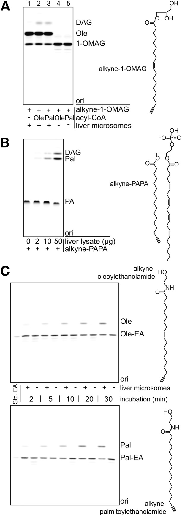 Fig. 5.