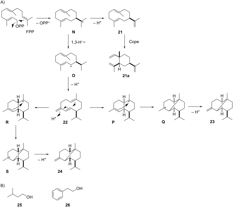 Scheme 4