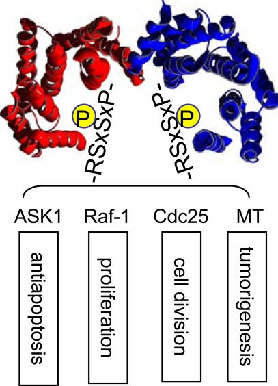 Fig. (1)