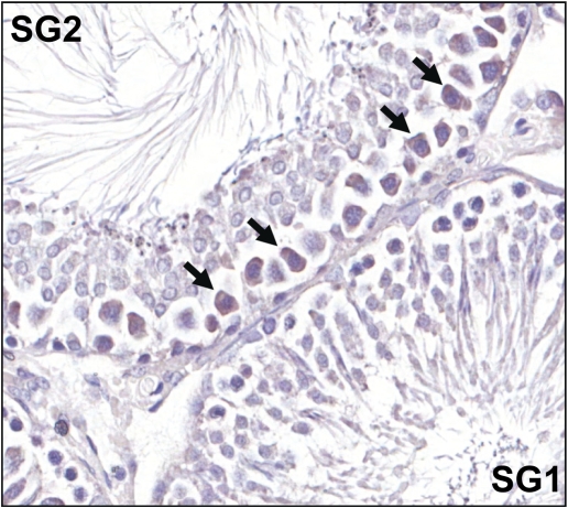 FIG. 7.