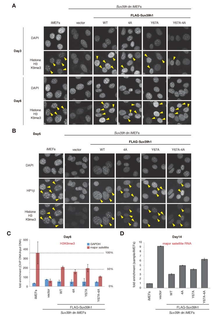 Figure 3—figure supplement 1.