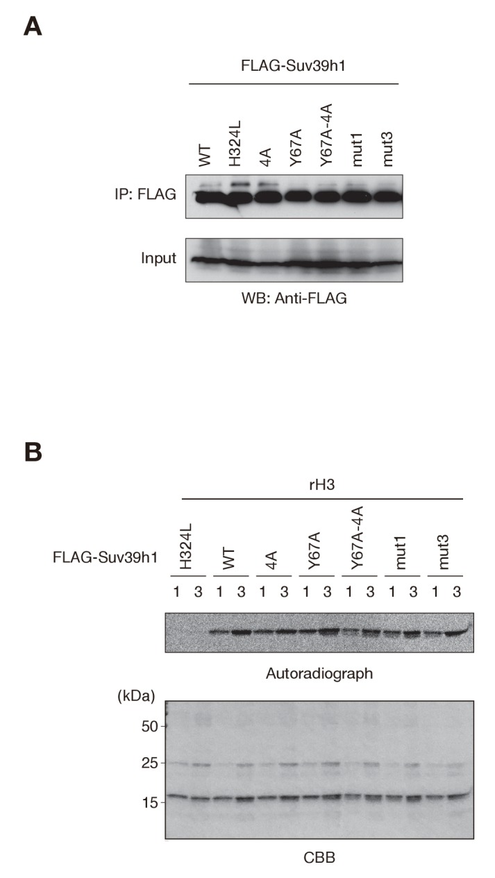 Figure 3—figure supplement 2.