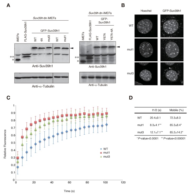 Figure 5—figure supplement 1.