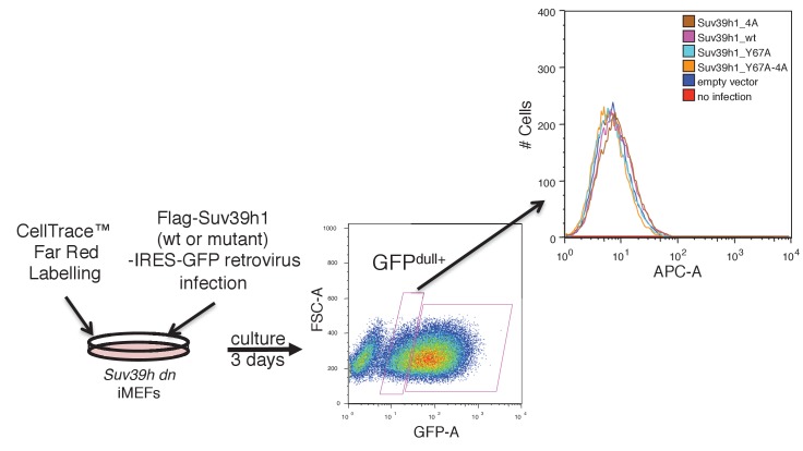 Figure 3—figure supplement 3.