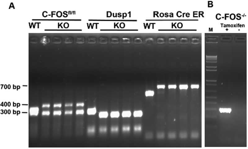 Figure 2: