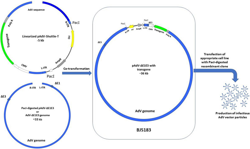 Fig 1.