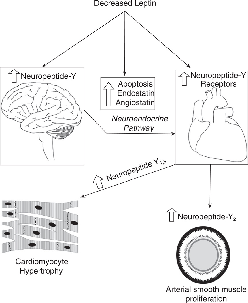 Fig. 11