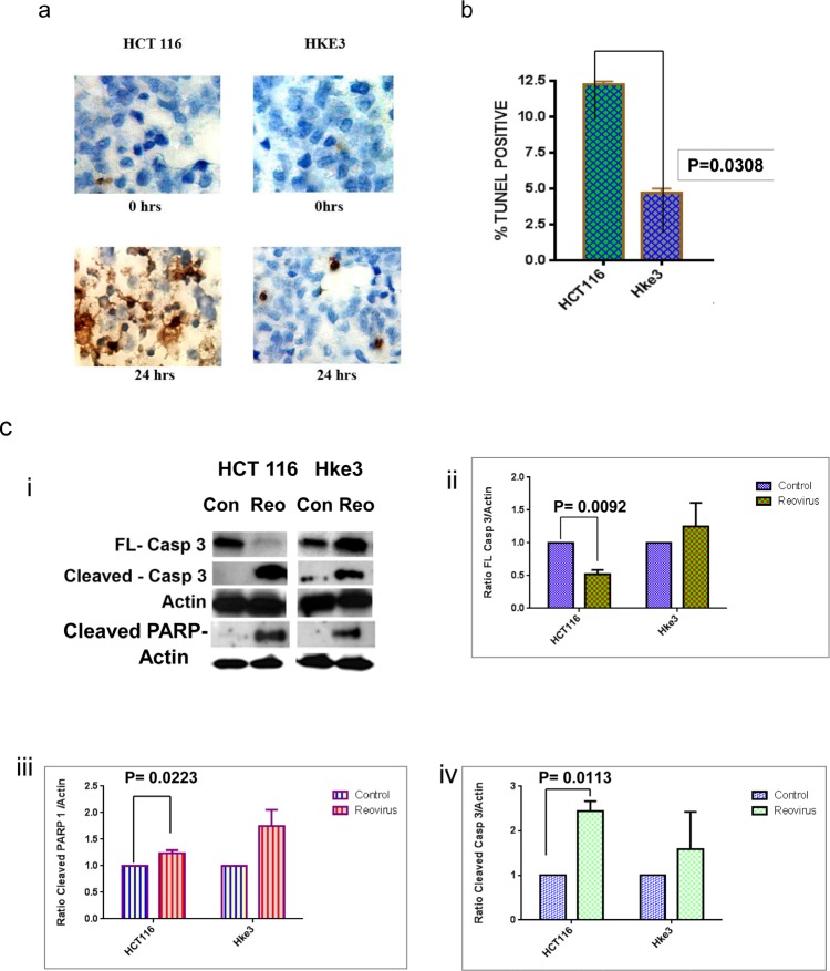 Figure 3a