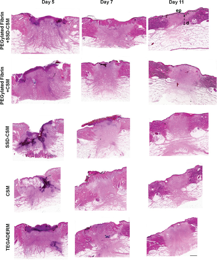 IWJ-12791-FIG-0003-c