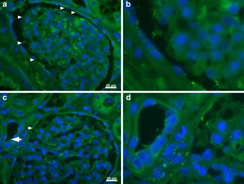 Fig. 7