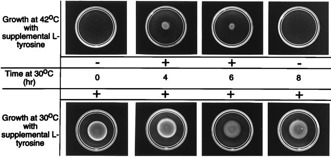 FIG. 7