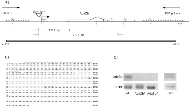 FIG. 1.