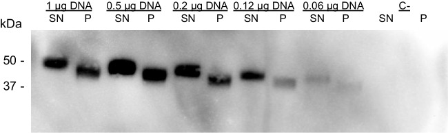 Fig. 2