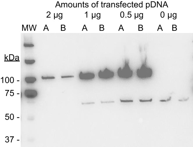 Fig. 9