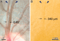 Figure 15.