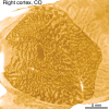 Figure 12.