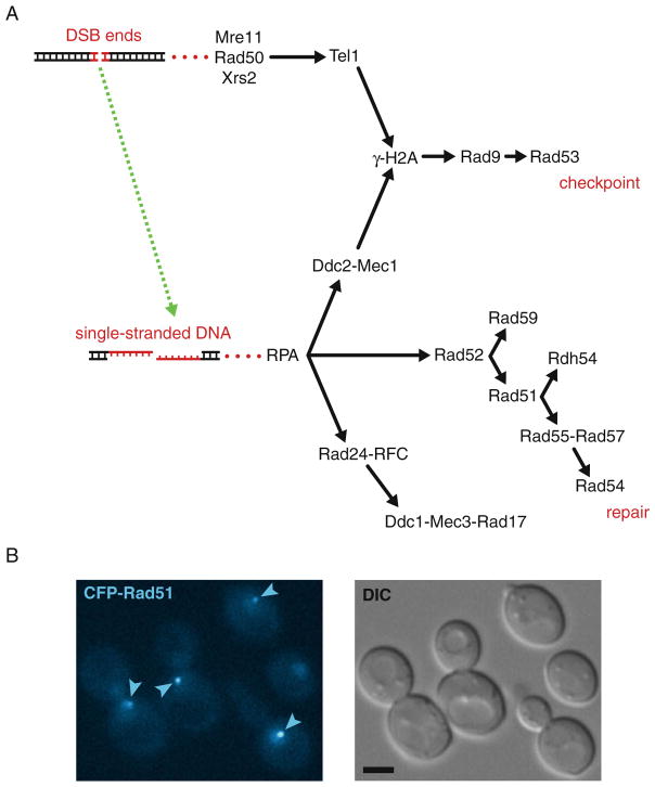 Fig. 30.1