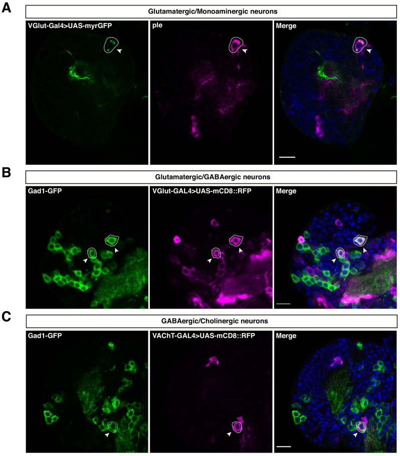 Figure 3—figure supplement 1.