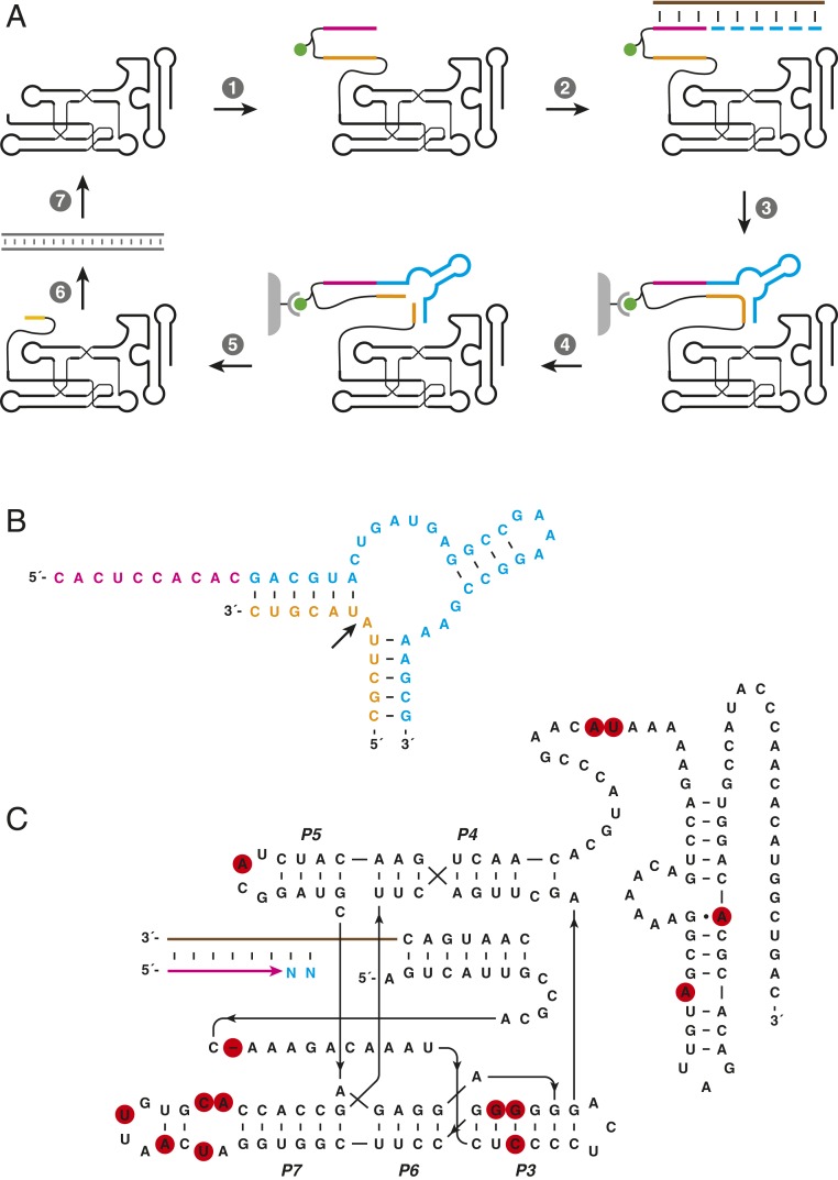 Fig. 1.