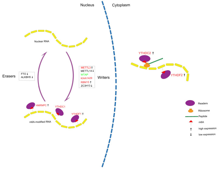 Figure 10