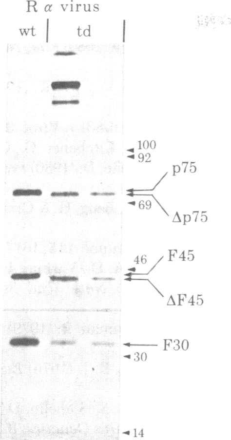 graphic file with name pnas00498-0438-a.jpg