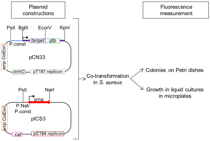 Figure 1.