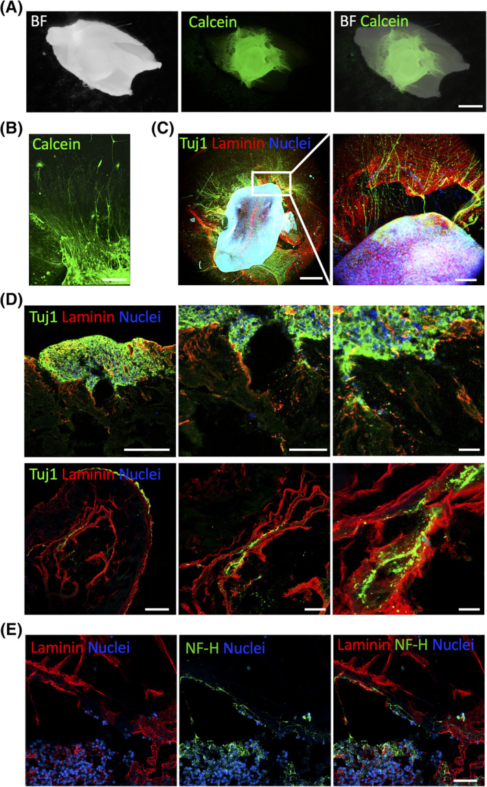 FIGURE 3