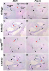 Figure 2—figure supplement 3.