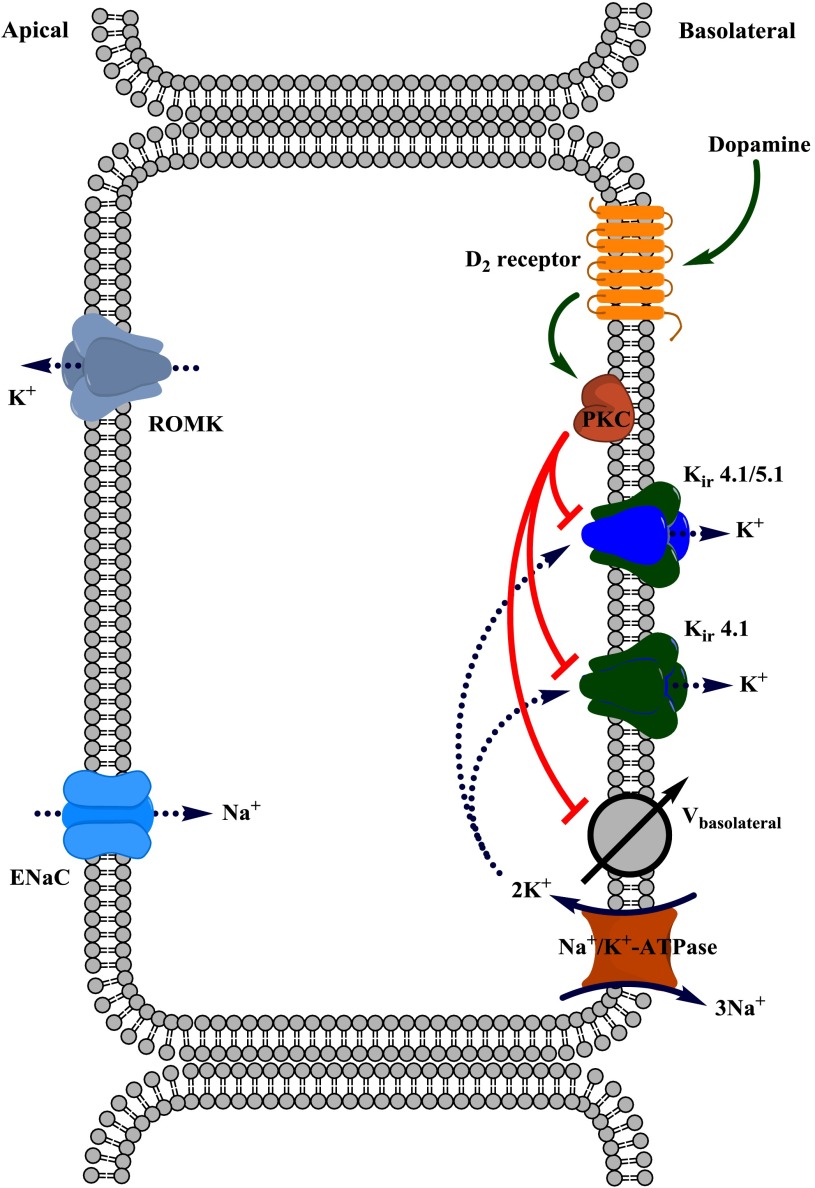 Fig. 11.