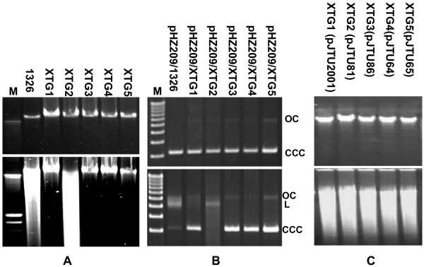 Figure 4