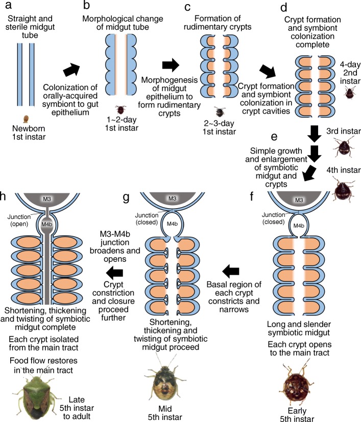 Fig. 8