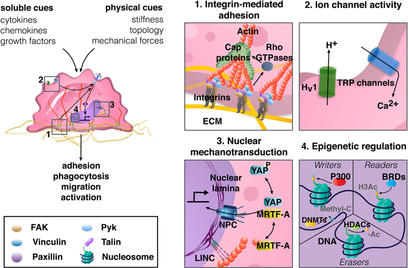 Figure 4: