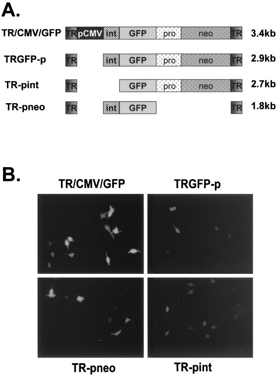 FIG. 1