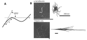 Fig. (10)