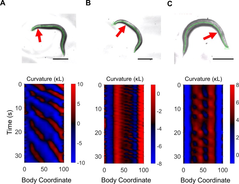 Figure 2—figure supplement 1.