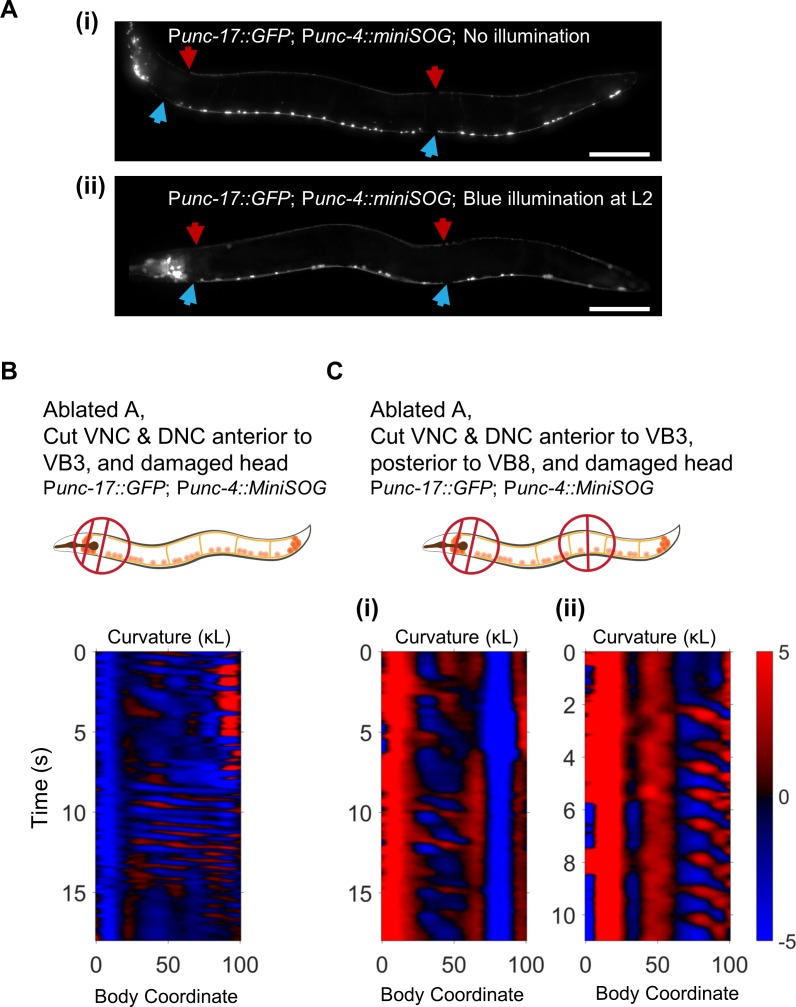 Figure 6—figure supplement 1.