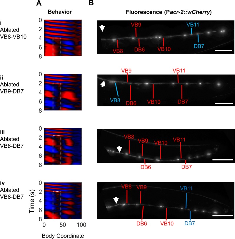 Figure 4—figure supplement 4.