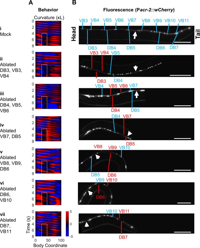 Figure 4—figure supplement 3.