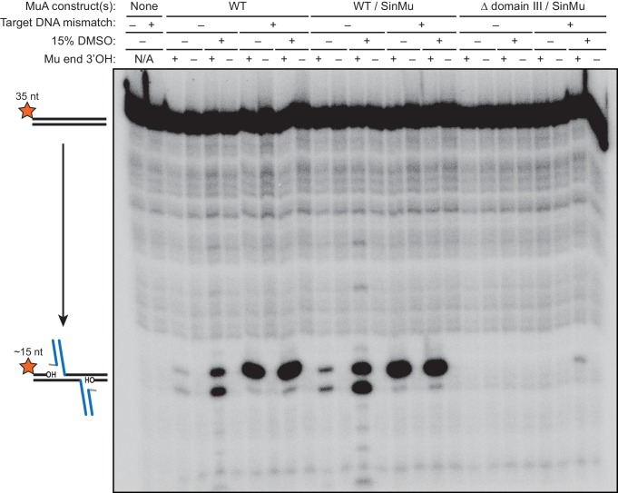 Figure 3—figure supplement 1.