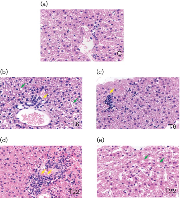 Fig. 6.