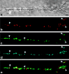 Fig. 3