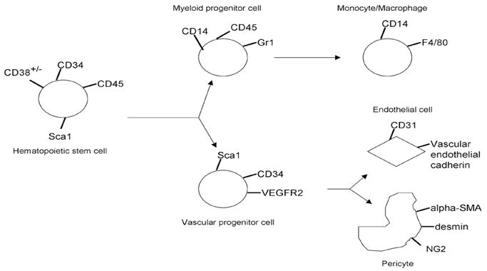 graphic file with name nihms52398f4.jpg