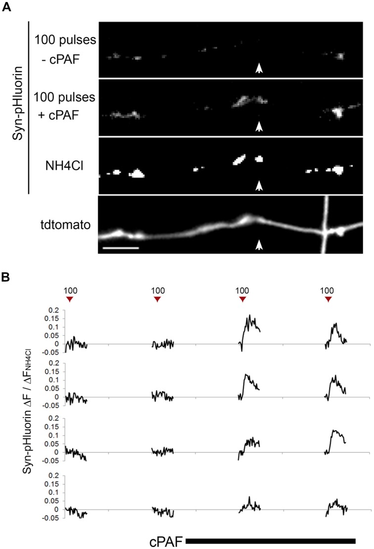 FIGURE 3