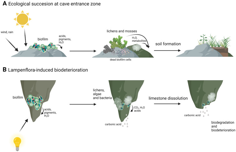 Into the Unknown: Microbial Communities in Caves, Their Role, and ...